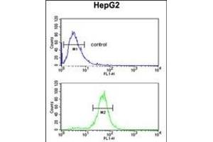 RERE Antibody (N-term) (ABIN653912 and ABIN2843149) flow cytometric analysis of HepG2 cells (bottom histogram) compared to a negative control cell (top histogram). (RERE Antikörper  (N-Term))