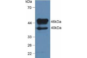 Figure. (SERPINA7 Antikörper  (AA 114-391))