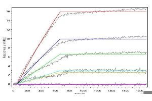 ASGR1 Recombinant Monoclonal Antibody  captured on Protein A Chip can bind Recombinant Rat Asgr1 with an affinity constant of 0.