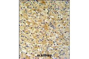 NAT8 Antibody IHC analysis in formalin fixed and paraffin embedded mouse kidney tissue followed by peroxidase conjugation of the secondary antibody and DAB staining. (NAT8 Antikörper  (AA 110-138))
