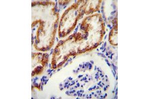 GATM antibody (N-term) (ABIN654401 and ABIN2844143) immunohistochemistry analysis in formalin fixed and paraffin embedded human kidney tissue followed by peroxidase conjugation of the secondary antibody and DAB staining. (GATM Antikörper  (N-Term))