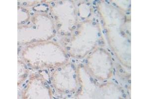 IHC-P analysis of Human Tissue, with DAB staining. (FGF13 Antikörper  (AA 108-227))