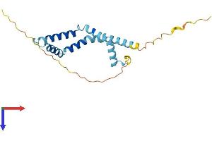 BOD1 Protein (AA 1-185) (His tag)