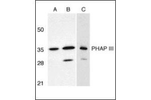 Western blot analysis of PHAP III expression in human A549 (A) and HepG2 (B) cells, and rat testis (C) with this product at 1 μg/ml. (ANP32E Antikörper  (C-Term))