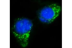IF analysis of IFIT5 using anti-IFIT5 antibody (ABIN7600752). (IFIT5 Antikörper  (AA 23-439))