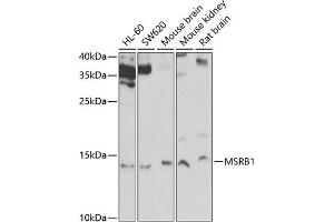 Western blot analysis of extracts of various cell lines, using MSRB1 Antibody (ABIN6129123, ABIN6144089, ABIN6144090 and ABIN6222462) at 1:1000 dilution. (MSRB1 Antikörper  (AA 1-94))