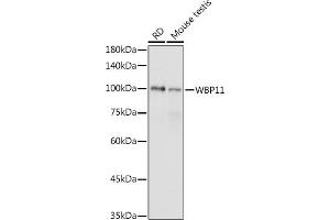 Western blot analysis of extracts of various cell lines, using WBP11 antibody (ABIN7271390) at 1:1000 dilution.