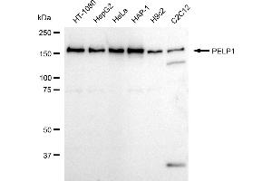 Western blotting analysis using PELP1 antibody (ABIN7799918). (Rekombinanter PELP1 Antikörper)