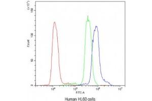 Flow cytometry testing of human HL60 cells with AIRE antibody at 1ug/10^6 cells (blocked with goat sera) (AIRE Antikörper)