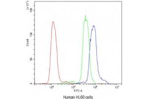 Flow cytometry testing of human HL60 cells with AIRE antibody at 1ug/10^6 cells (blocked with goat sera) (AIRE Antikörper)
