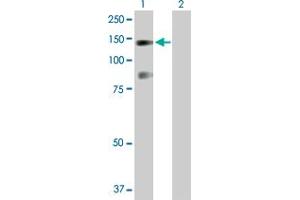 Western Blot analysis of USP33 expression in transfected 293T cell line by USP33 MaxPab polyclonal antibody.