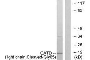 Western blot analysis of extracts from COS7 cells, treated with etoposide 25uM 1h, using CATD (light chain,Cleaved-Gly65) Antibody. (Cathepsin D Antikörper  (Cleaved-Gly65))