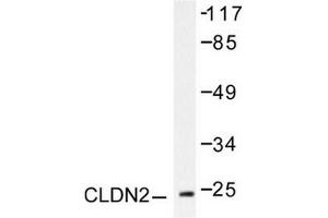 Image no. 2 for anti-Claudin 2 (CLDN2) antibody (ABIN265361) (Claudin 2 Antikörper)