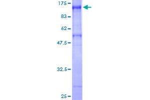 AXUD1 Protein (AA 1-589) (GST tag)