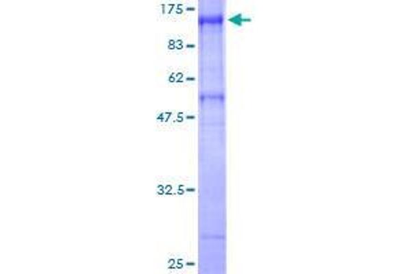 AXUD1 Protein (AA 1-589) (GST tag)