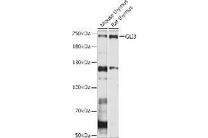 Western blot analysis of extracts of various cell lines, using GLI3 Rabbit pAb (ABIN7267386) at 1:1000 dilution. (GLI3 Antikörper  (AA 800-900))