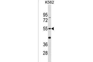 Mouse Cdk14 Antibody (N-term) (ABIN1881191 and ABIN2838400) western blot analysis in K562 cell line lysates (35 μg/lane).