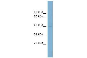 WB Suggested Anti-PON3 Antibody Titration:  0. (PON3 Antikörper  (Middle Region))