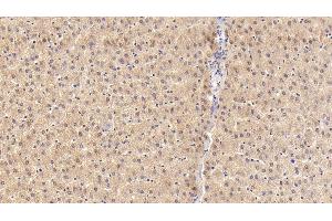Detection of SLC in Porcine Liver Tissue using Polyclonal Antibody to Secondary Lymphoid Tissue Chemokine (SLC) (CCL21 Antikörper  (AA 24-134))