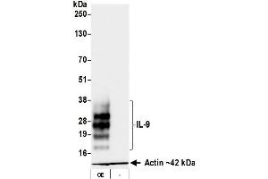 Western Blotting (WB) image for anti-Interleukin 9 (IL9) (AA 19-144) antibody (ABIN7795753)