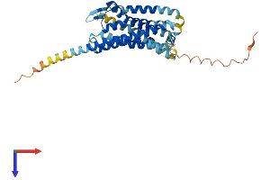 CXCR6 Protein (AA 1-351) (His tag)