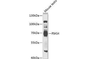 Western blot analysis of extracts of mouse testis, using PI antibody  at 1:1000 dilution. (PIAS4 Antikörper  (AA 60-260))