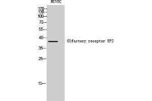 Western Blotting (WB) image for anti-Olfactory Receptor, Family 5, Subfamily P, Member 2 (OR5P2) (Internal Region) antibody (ABIN3186167) (OR5P2 Antikörper  (Internal Region))