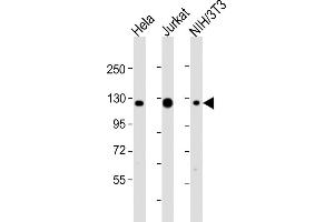 All lanes : Anti-srrt Antibody (C-Term) at 1:2000 dilution Lane 1: Hela whole cell lysates Lane 2: Jurkat whole cell lysates Lane 3: NIH/3T3 whole cell lysates Lysates/proteins at 20 μg per lane. (SRRT Antikörper  (AA 878-910))