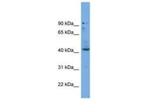 Image no. 1 for anti-Homeobox B3 (HOXB3) (C-Term) antibody (ABIN6745228) (HOXB3 Antikörper  (C-Term))