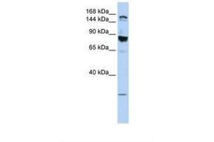 Image no. 1 for anti-Tight Junction Protein 2 (Zona Occludens 2) (TJP2) (AA 468-517) antibody (ABIN6738049)