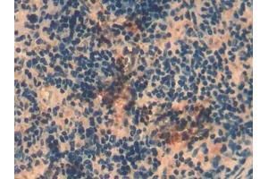 DAB staining on IHC-P; Samples: Mouse Spleen Tissue (MMP8 Antikörper  (AA 212-451))