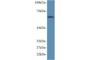 Western Blotting (WB) image for anti-Fucosyltransferase 4 (Alpha (1,3) Fucosyltransferase, Myeloid-Specific) (FUT4) (AA 144-389) antibody (ABIN7440164)