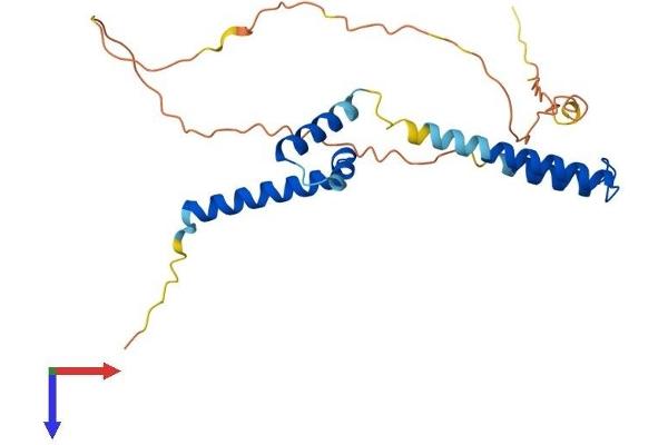 HELT Protein (AA 1-240) (His tag)