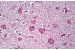 Anti-PARD3 antibody IHC staining of human brain, cortex neurons. (PARD3 Antikörper  (AA 1141-1190))