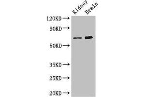 ME3 antibody  (AA 547-598)