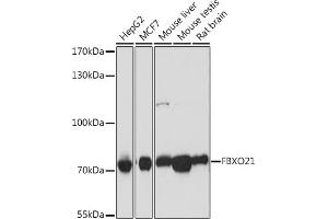 Western blot analysis of extracts of various cell lines, using FBXO21 antibody (ABIN7267085) at 1:1000 dilution. (FBXO21 Antikörper  (AA 440-621))