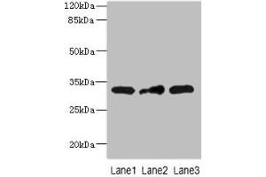 Western blot All lanes: MRPS2 antibody at 2.