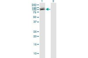 Western Blot analysis of TRIM28 expression in transfected 293T cell line by TRIM28 monoclonal antibody (M02), clone 1D11.