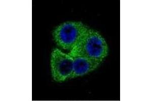 Confocal immunofluorescent analysis of OPN-a/b Antibody (N-term)Cat. (Osteopontin Antikörper  (N-Term))