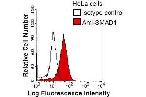HeLa cells were fixed in 2% paraformaldehyde/PBS and then permeabilized in 90% methanol. (SMAD1 Antikörper)
