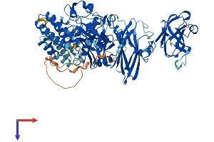 Calpain 7 Protein (CAPN7) (AA 1-813) (His tag)