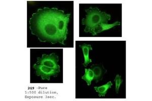 Immunofluorescence (IF) image for anti-Neural Precursor Cell Expressed, Developmentally Down-Regulated 9 (NEDD9) (AA 82-398) antibody (ABIN108573)