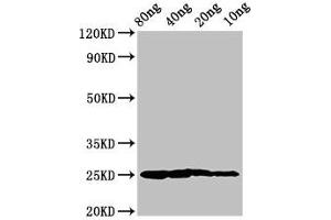 Western Blot Positive WB detected in Recombinant protein All lanes: Vertebrate ancient opsin antibody at 3 μg/mL Secondary Goat polyclonal to rabbit IgG at 1/50000 dilution Predicted band size: 25 kDa Observed band size: 25 kDa (Vertebrate Ancient Opsin (AA 1-75) Antikörper)