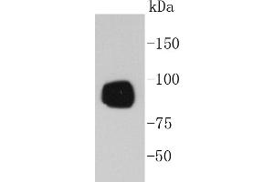 A431 cell lysates probed with RSK1(S380) (7A12) Monoclonal Antibody  at 1:1000 overnight at 4˚C. (RPS6KA1 Antikörper  (pSer380))