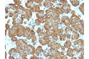Formalin-fixed, paraffin-embedded human pancreas stained with Cytochrome C antibody (SPM389). (Cytochrome C Antikörper  (AA 93-104))