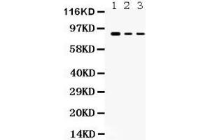 Anti- Ataxin 1 Picoband antibody, Western blotting All lanes: Anti Ataxin 1  at 0. (Ataxin 1 Antikörper  (C-Term))