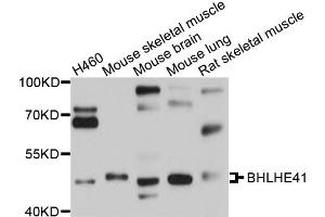 Western blot analysis of extracts of various cell lines, using BHLHE41 antibody (ABIN4903050) at 1:1000 dilution. (BHLHE41 Antikörper)