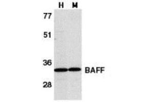 Western blot analysis of BAFF in human HL60 cell lysate (H) and mouse spleen tissue lysate (M) with AP30115PU-N BAFF antibody at 1 μg/ml. (BAFF Antikörper  (C-Term))