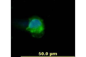 Immunocytochemistry staining of human peripheral blood mononuclear cell using anti-human CD45 (, green). (CD45 Antikörper)