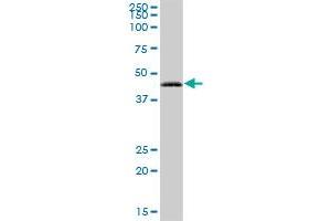 RAB3IL1 MaxPab polyclonal antibody. (RAB3IL1 Antikörper  (AA 1-382))